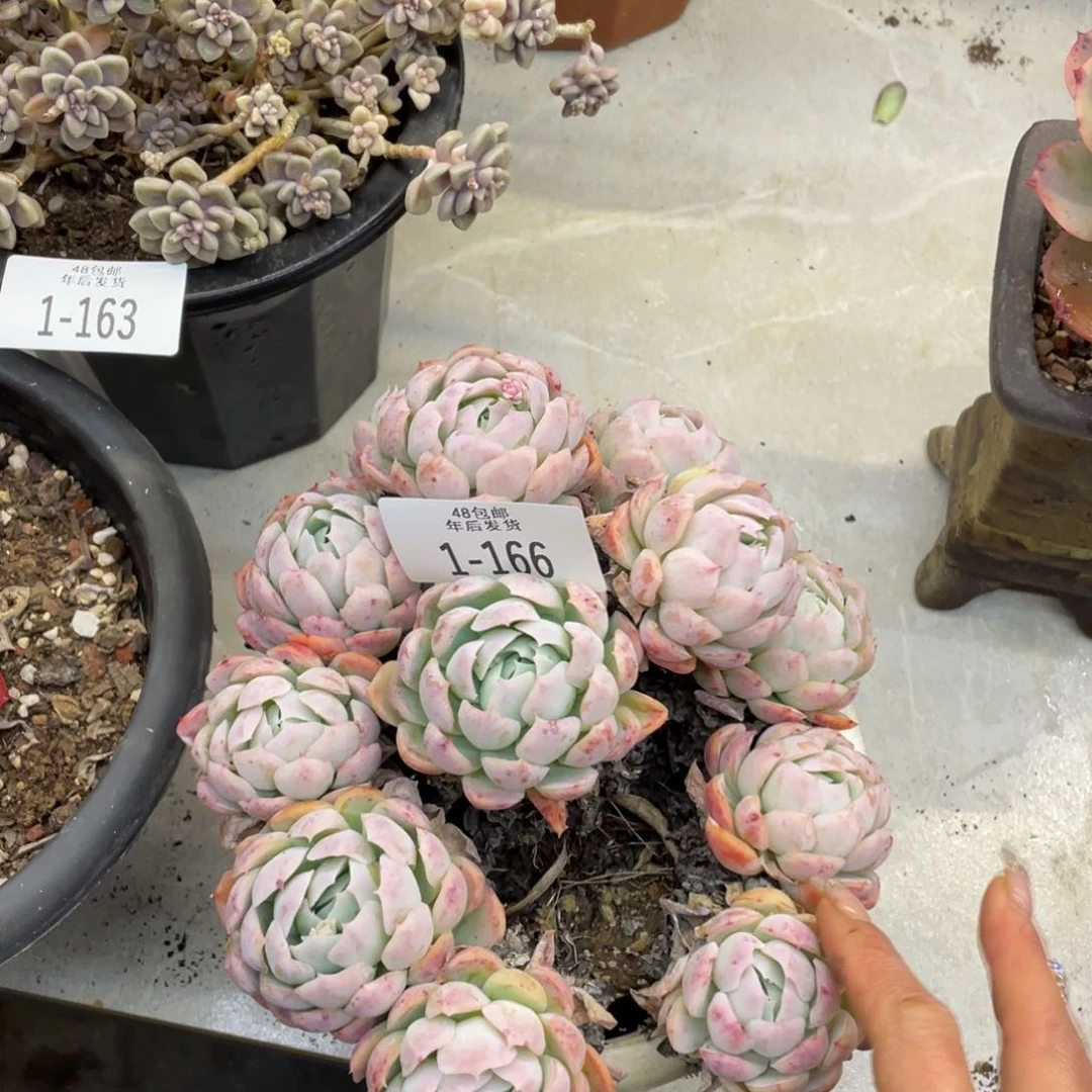 黑大帅多肉1.166贝瑞