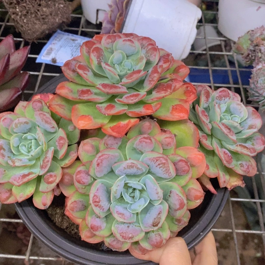 雨滴四头起发老桩