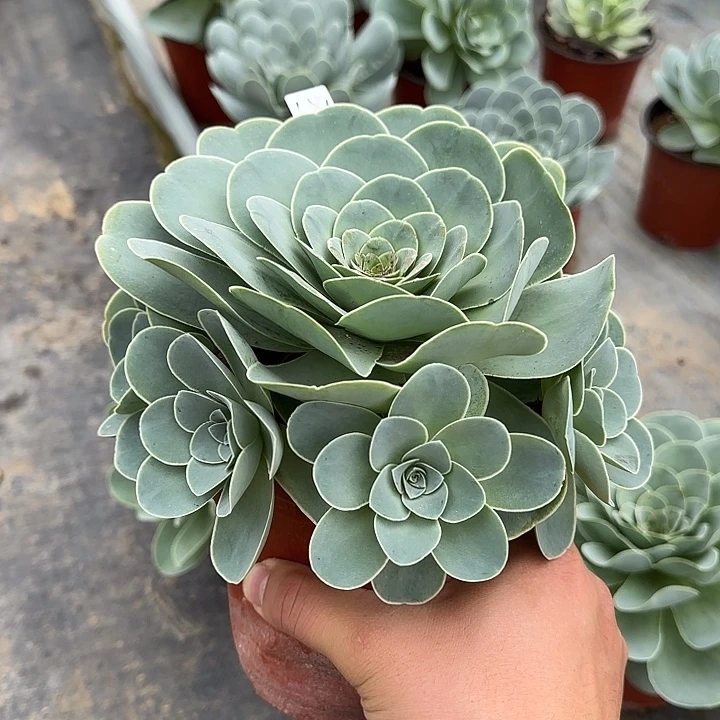 山地玫瑰一物一拍脱土发，181号捧花群，不包断侧芽