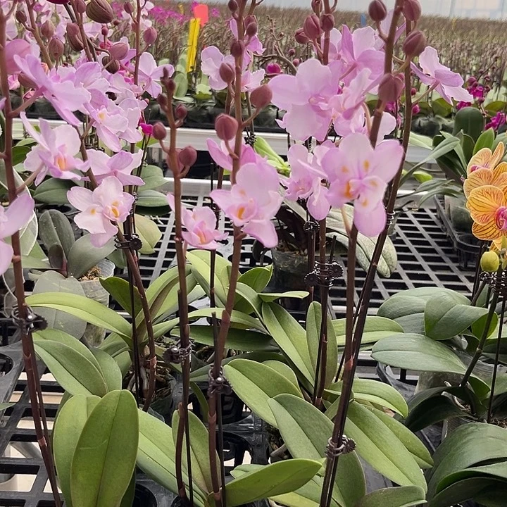 大部分花苞少量开放刘氏