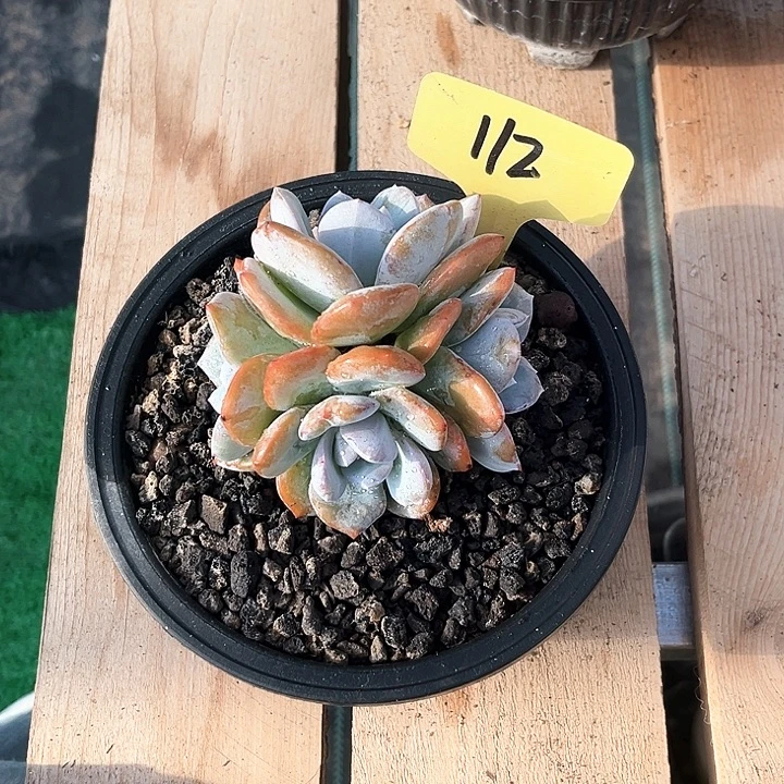 海***盗奶茶112号码牌子的话