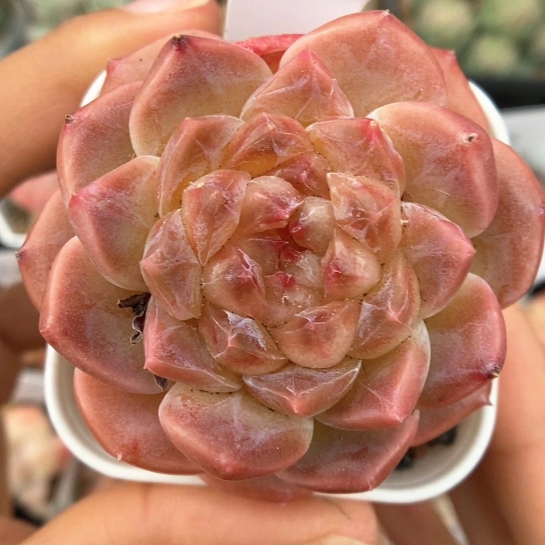 糖心粉魄可拍454号。