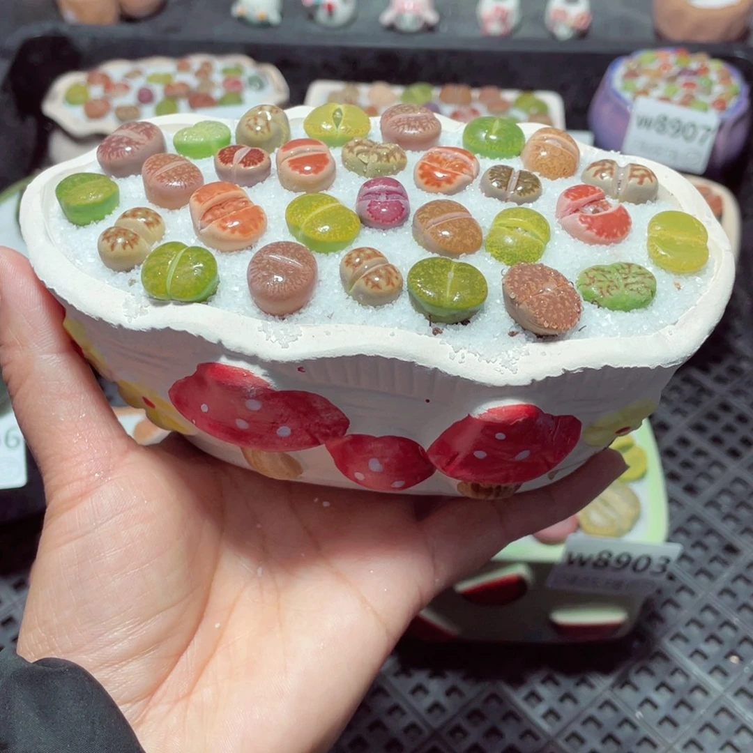 w8908 带盆土发货-零下地区拍保温箱