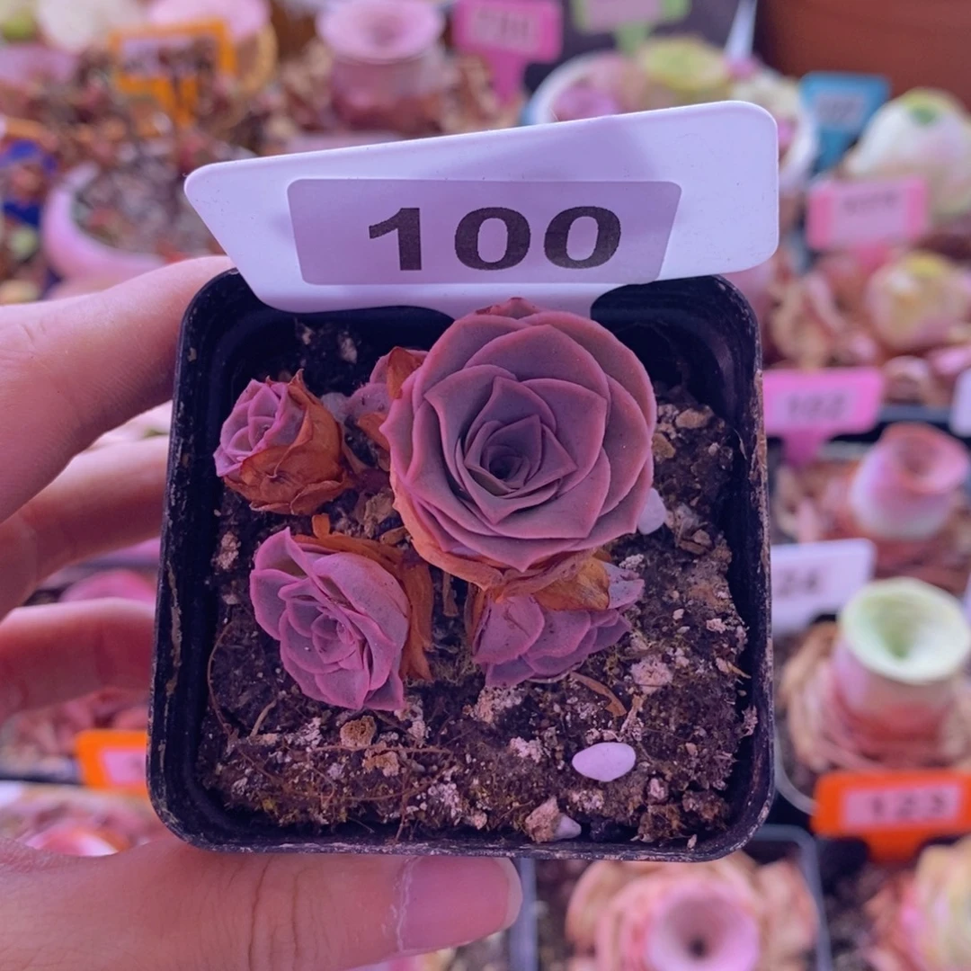 山地玫瑰一物一拍天使之翼100
