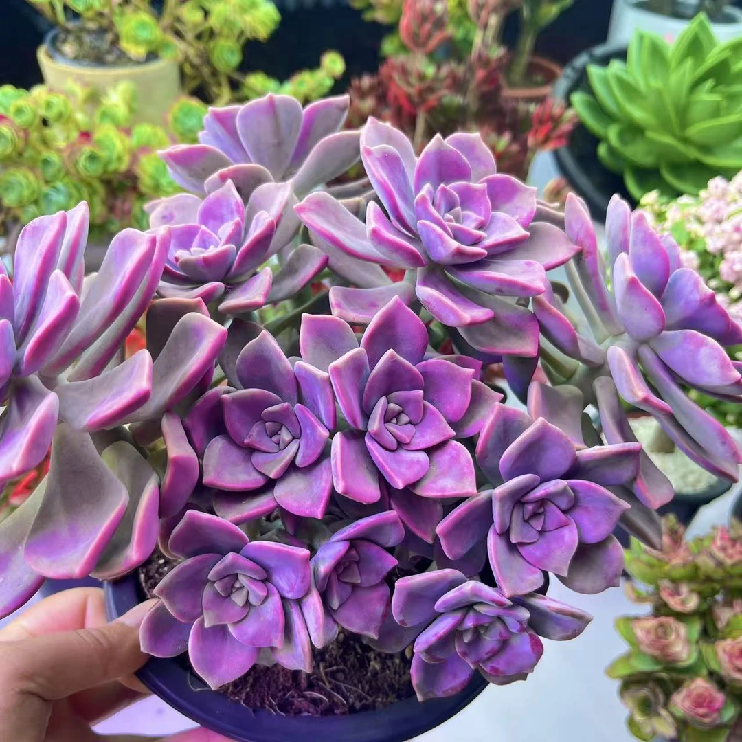 【老桩紫乐】带盆带土 多肉植物 新手好养 室外可以暴晒