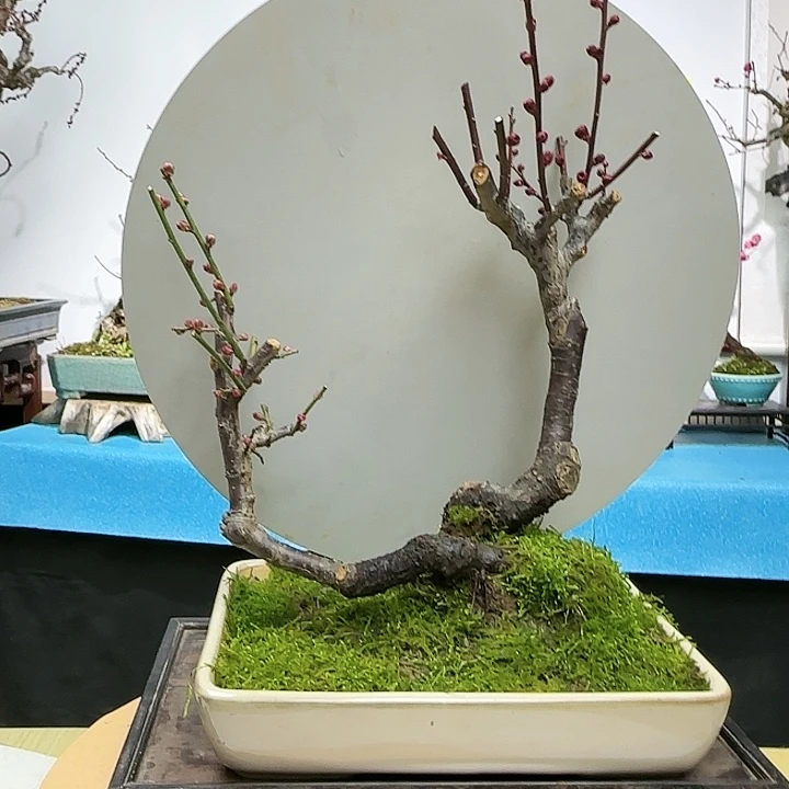 红陶用****.s f h j j m k