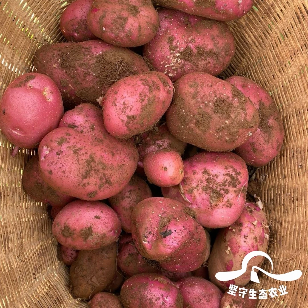 【带箱9.5-10斤】2025云南新鲜红皮黄心土豆现挖现发土豆洋芋