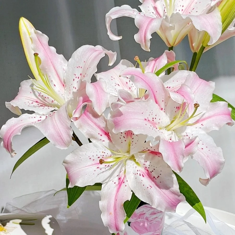 【艺术大师】18/20  东方系列进口百合种球多年生盆栽地栽