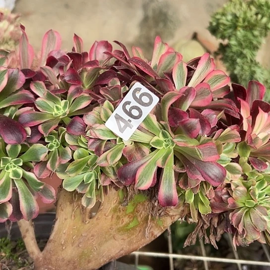 风***淡多肉植物子实体美杜莎466