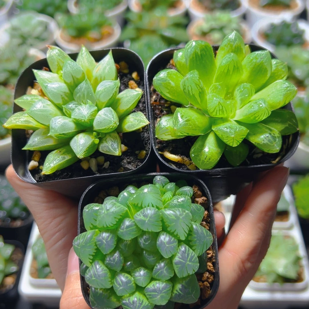 爱心寿+苏州玉露+糯肌玉露