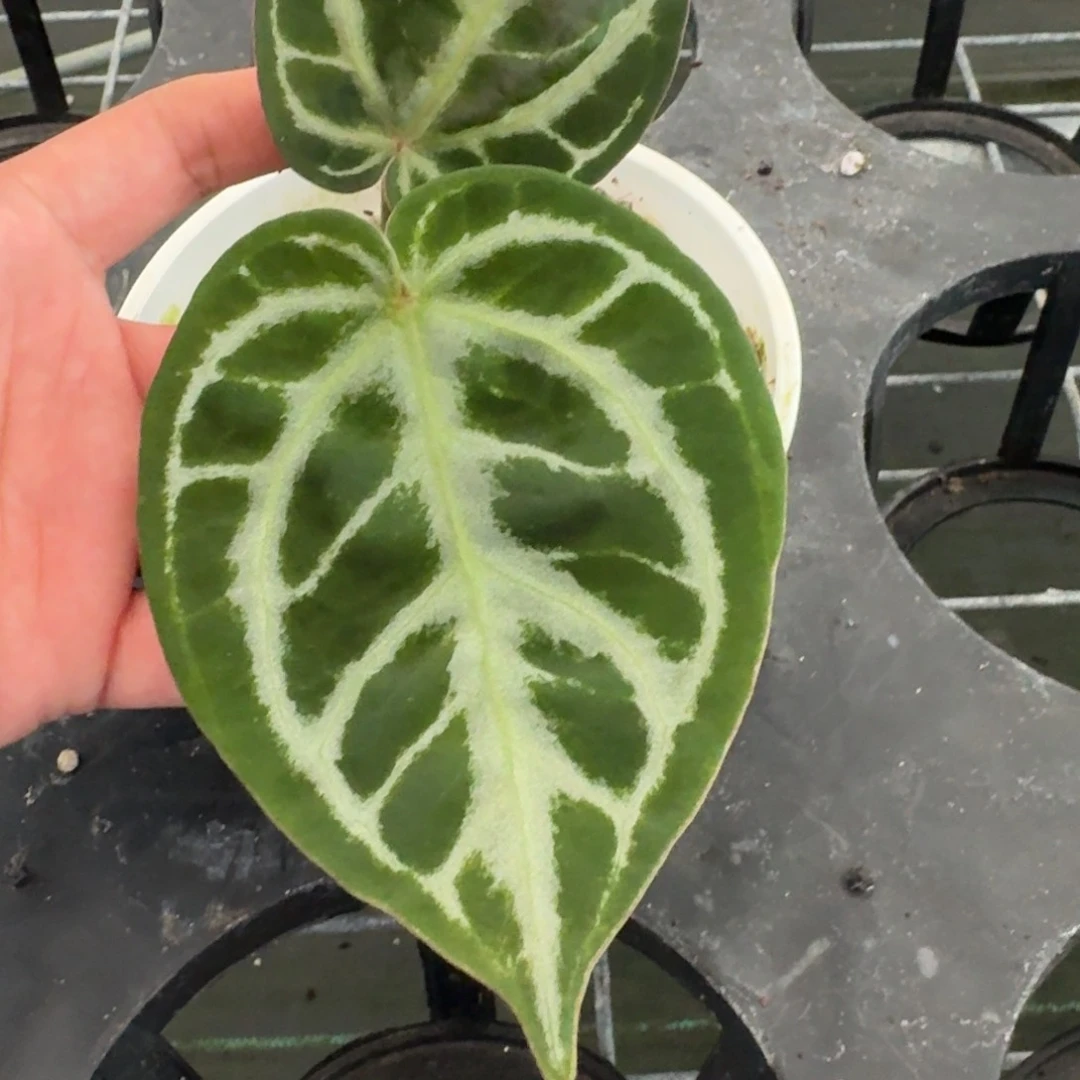 不开花植物Skg银红杂红