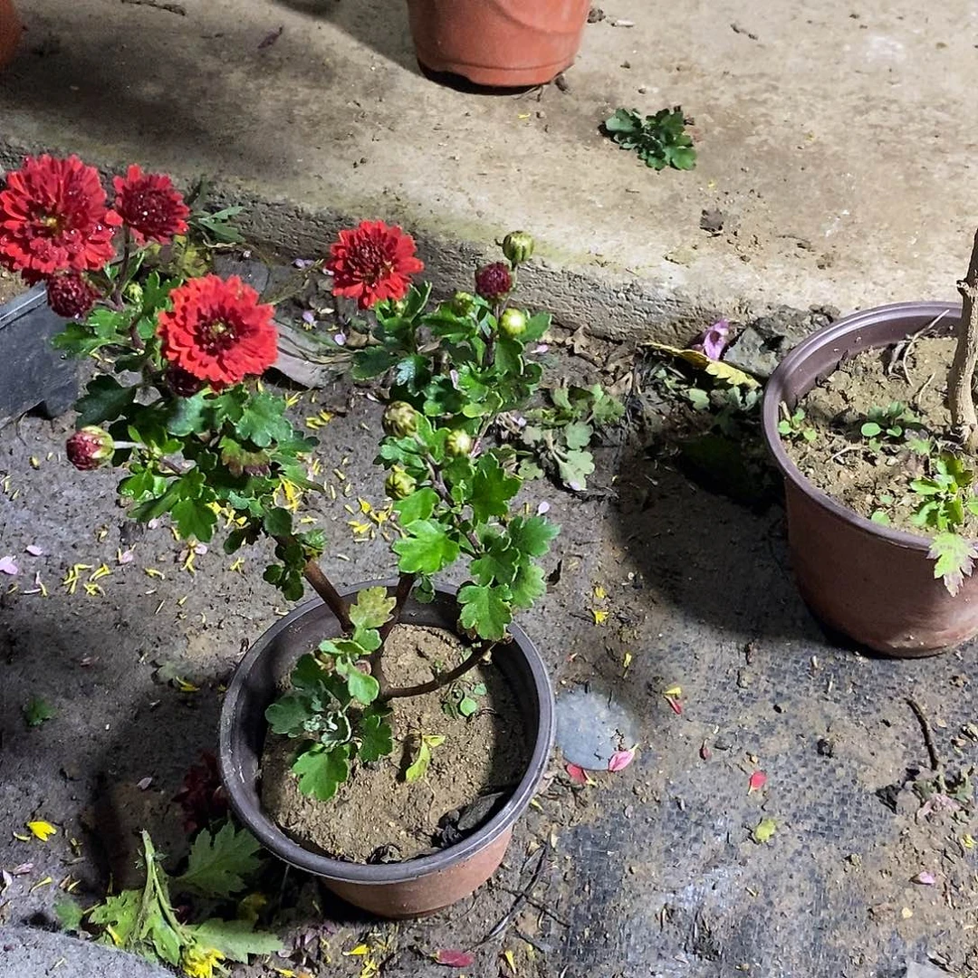 失***口完全开放盆景绿化了花