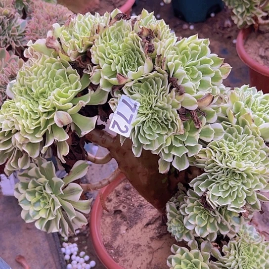 莉***多肉植物一个绿豆沙