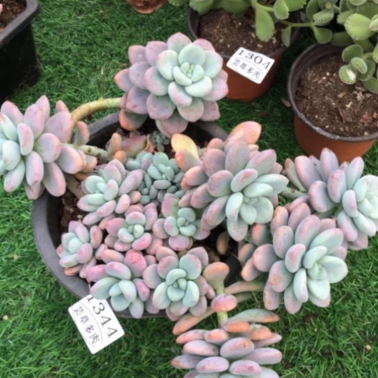 红洛神，1344，一物一拍