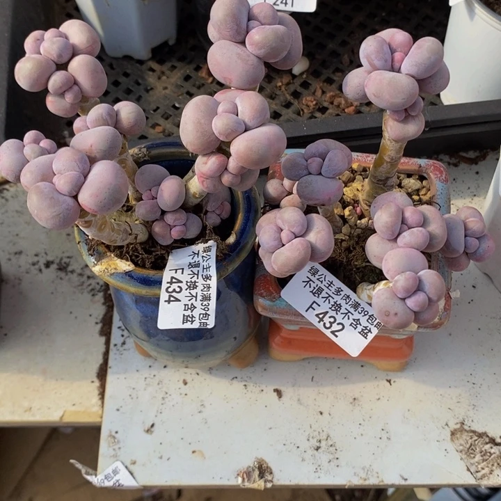 芭比奶洛2棵多肉植物保