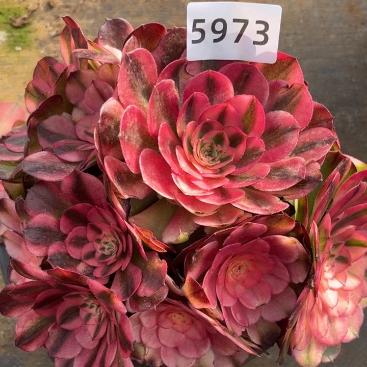 荔枝特价多肉发货