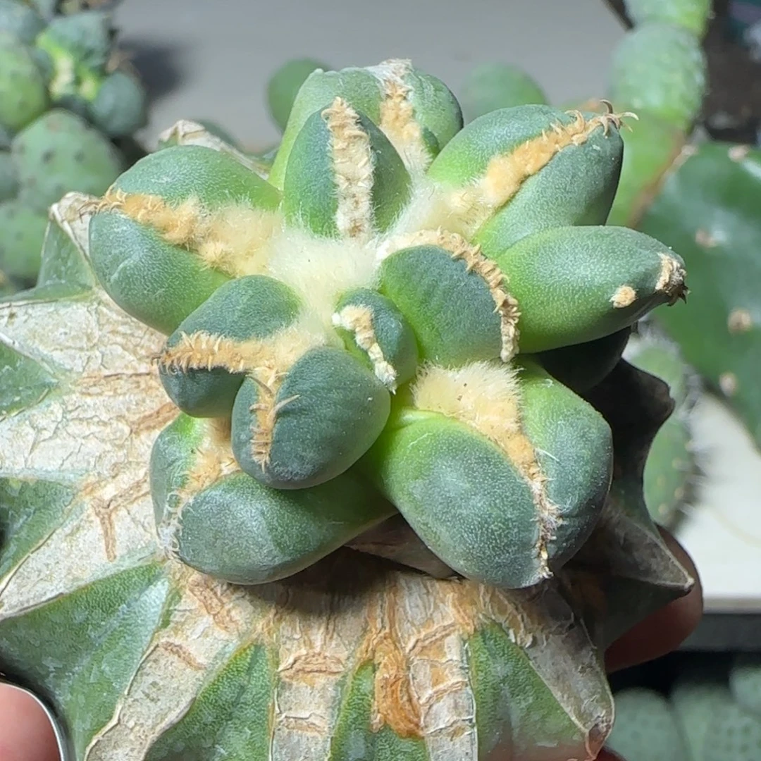 无花朵下播福利451