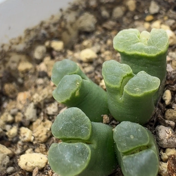 12号5头佛肚风铃一物一拍