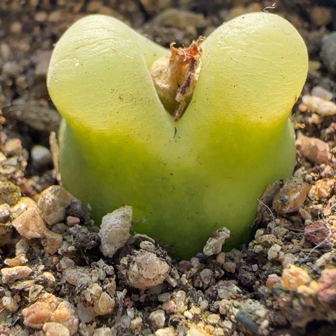 【闪购商品】21753