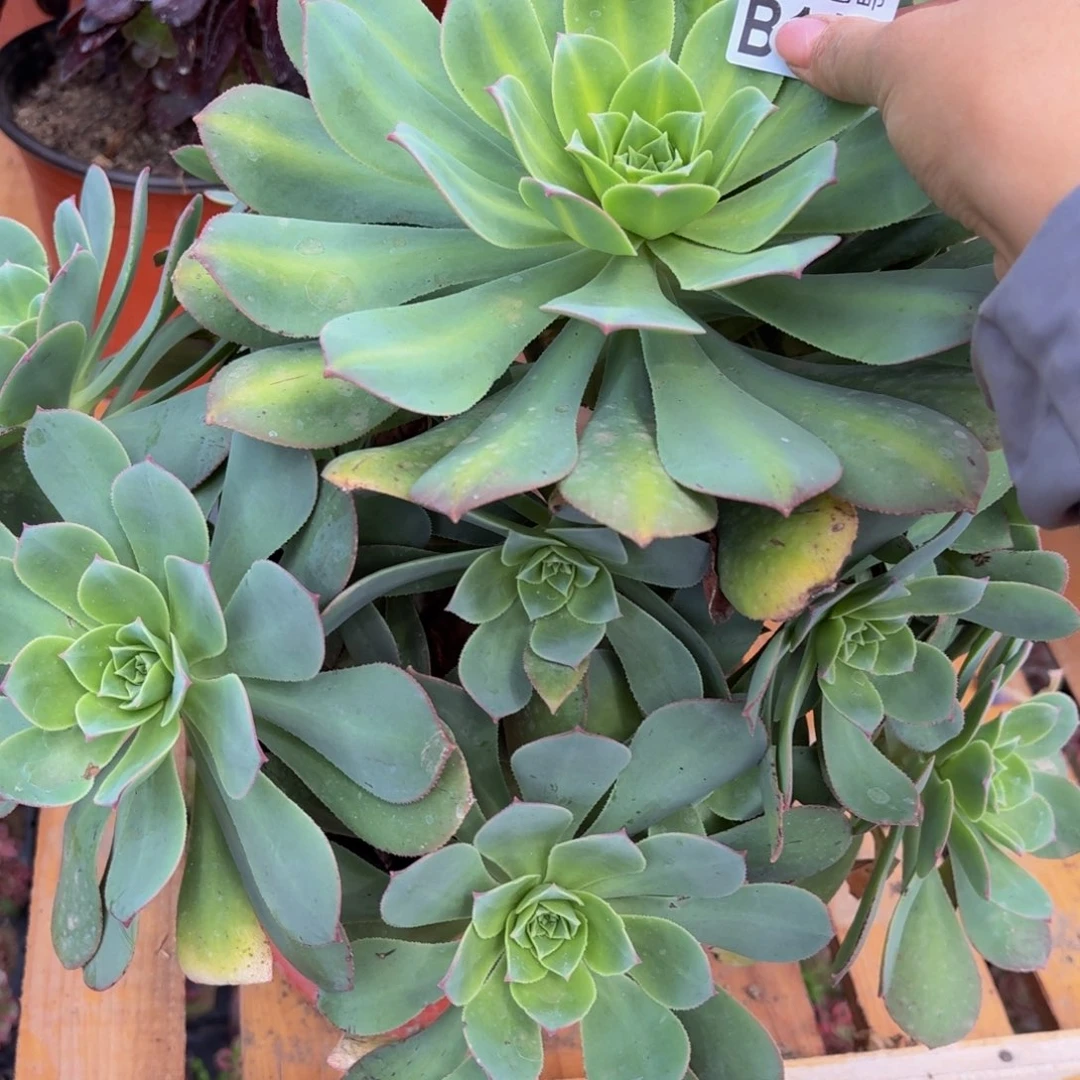 无花朵114多肉植物捧花的