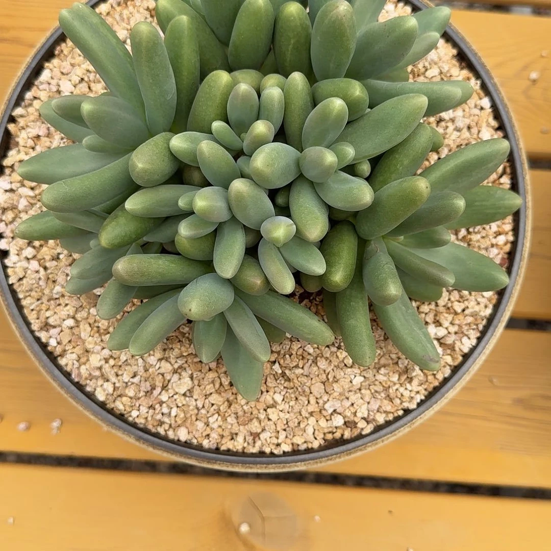 寄养于此处之地也