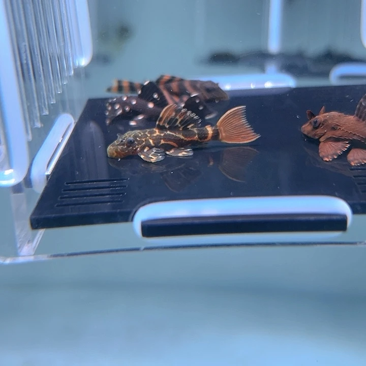 清道夫鱼26-018组合4条