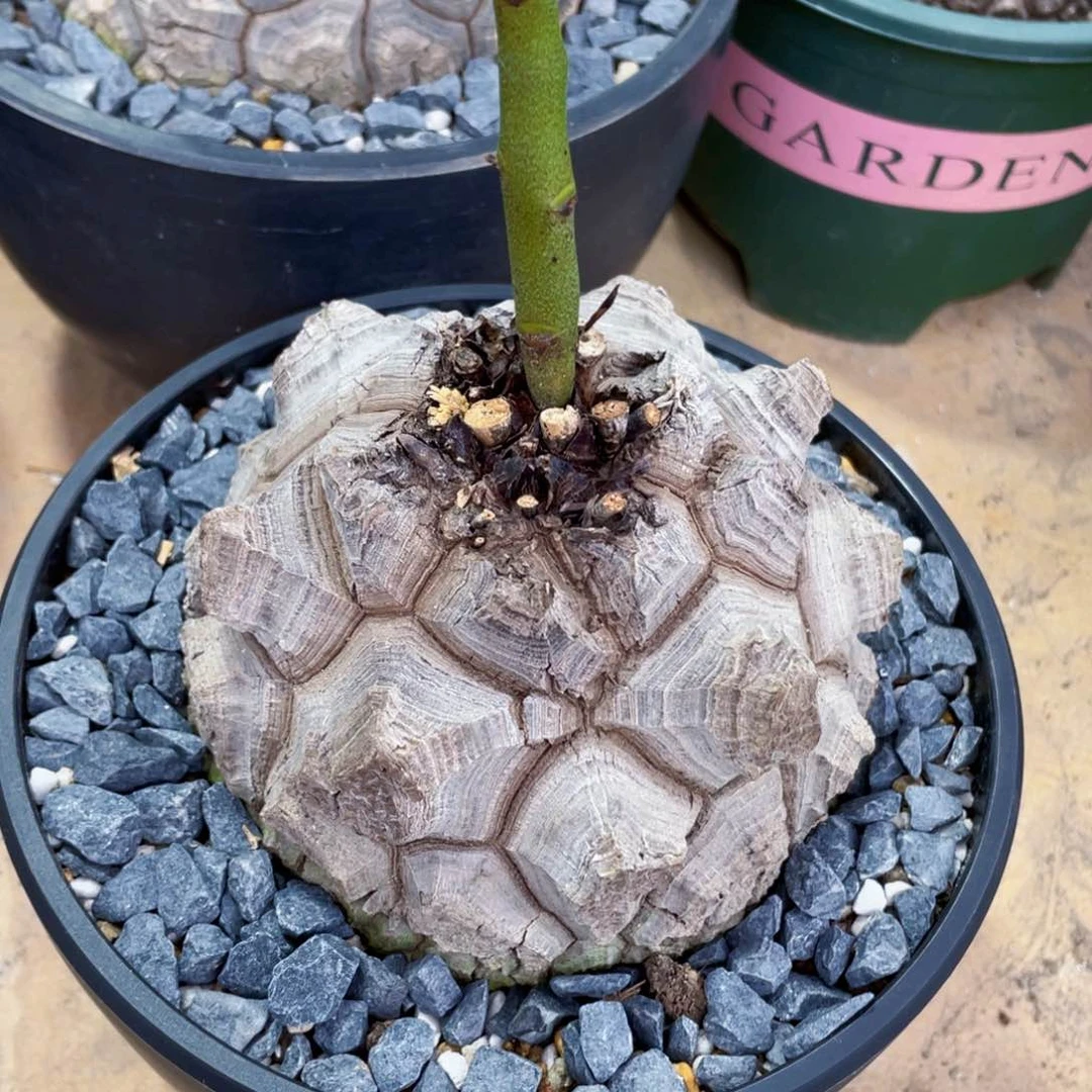 南非龟甲龙，一物一拍11.8公分