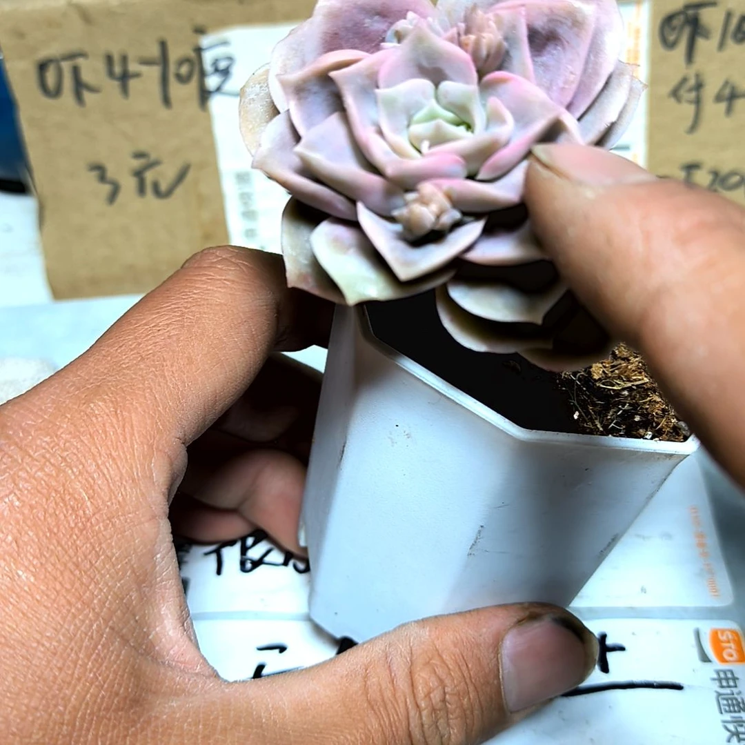 满6元包邮，粉色可爱玫瑰老苗代杆