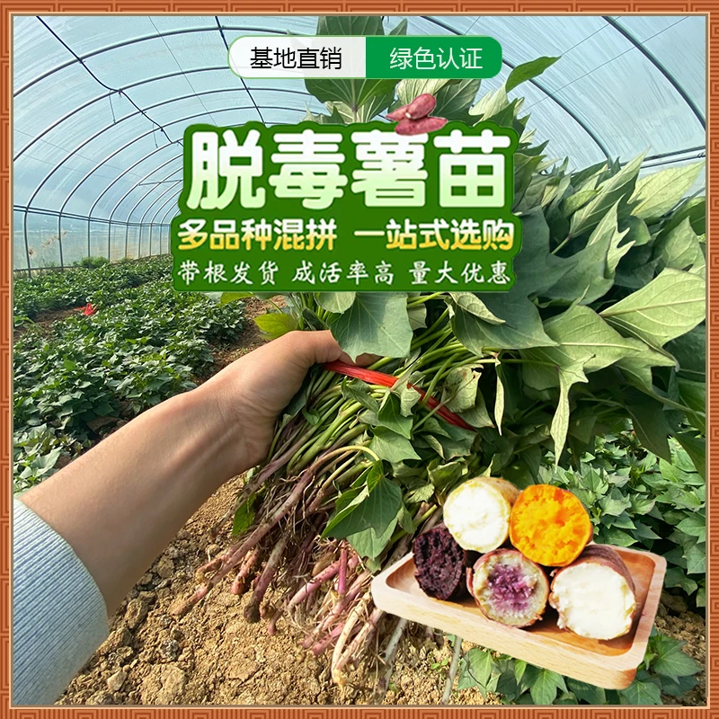 红薯苗秧苗老品种糖心蜜薯紫薯红瑶地瓜苗高产板栗西瓜红红薯苗秧