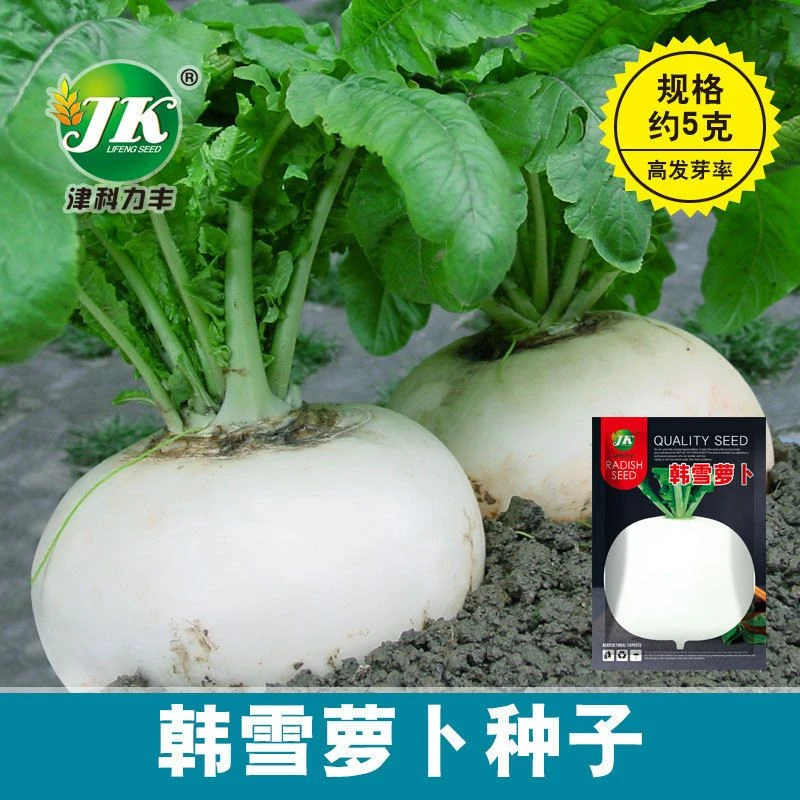 【春不老萝卜种子】韩雪圆白萝卜种子春秋四季蔬菜种籽超甜水果萝卜