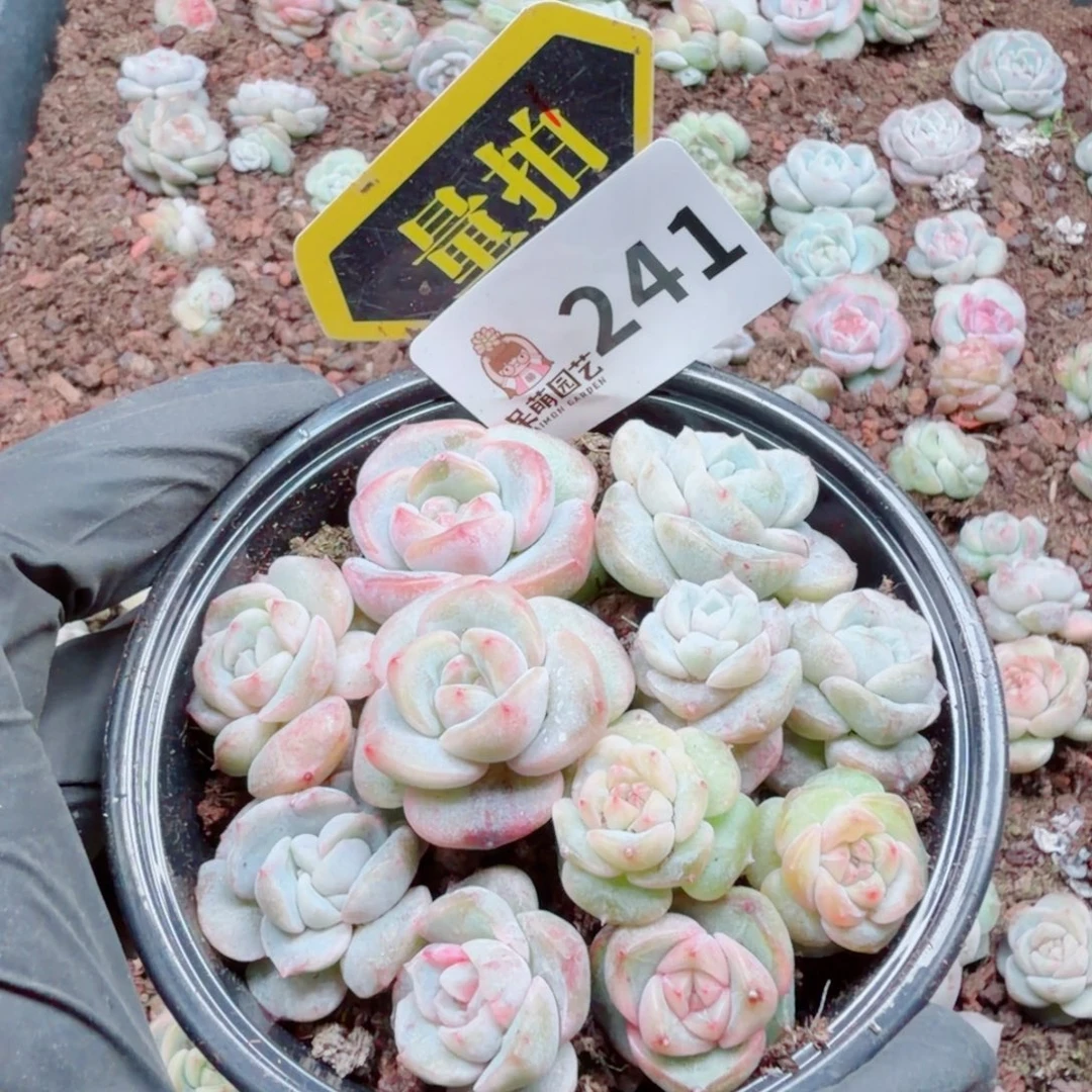 多肉植物多肉植物