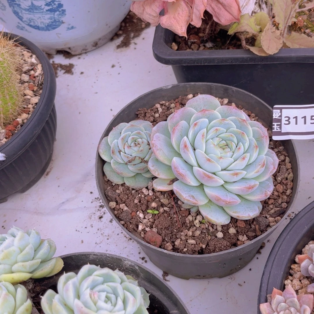 暗纹杂多肉植物31151
