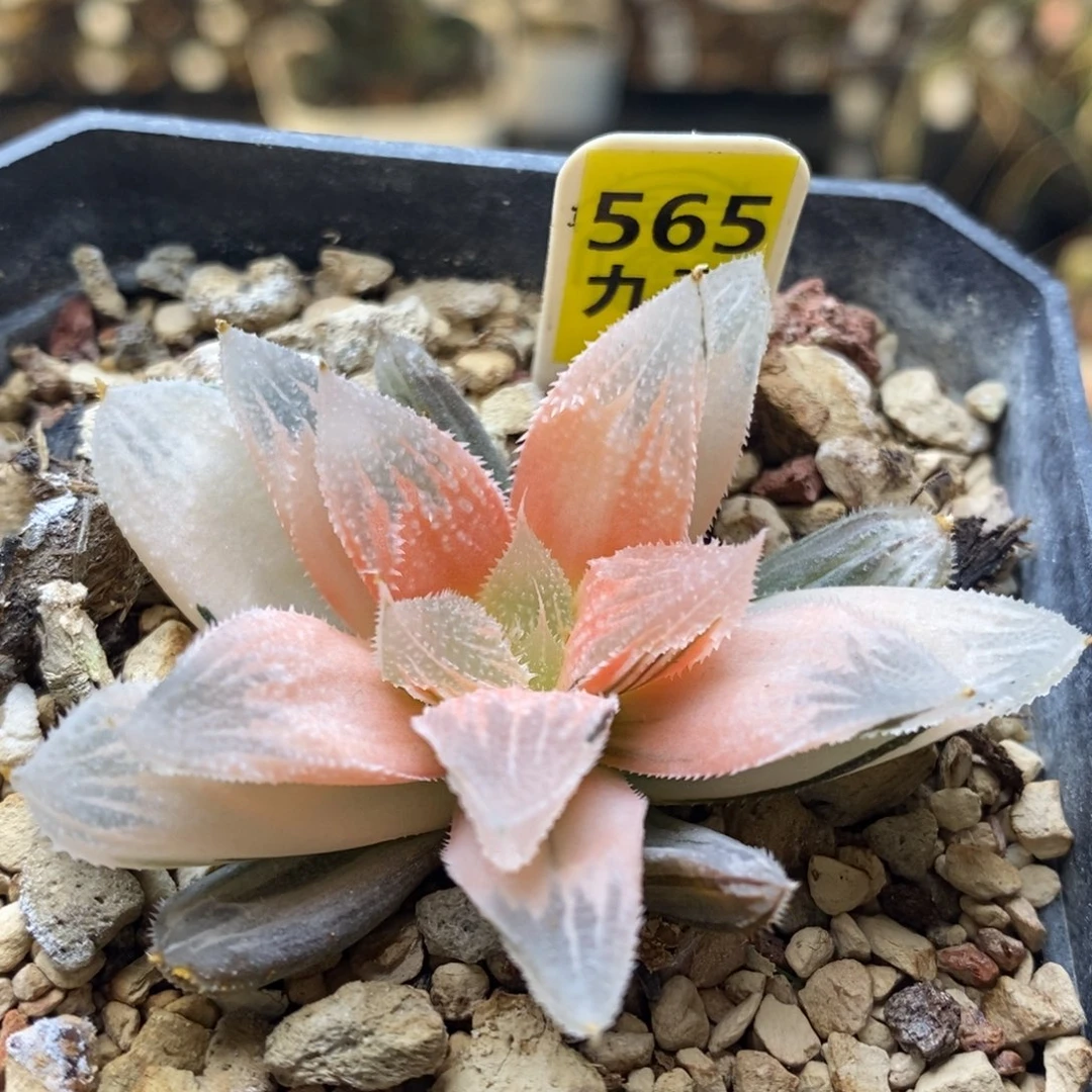 565号糊斑白帝城锦多肉