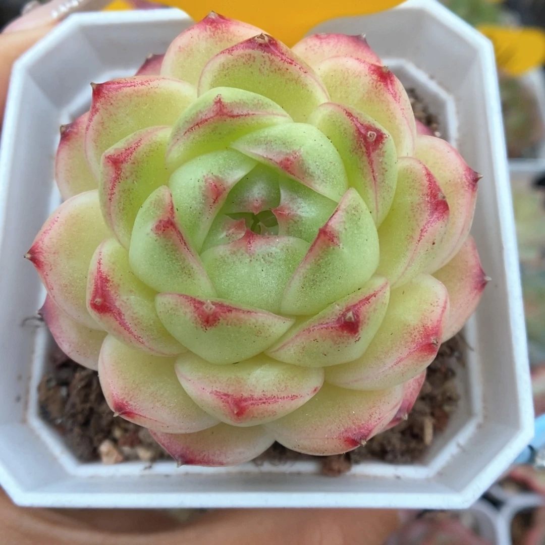 菠萝蜜麦秆可拍815号