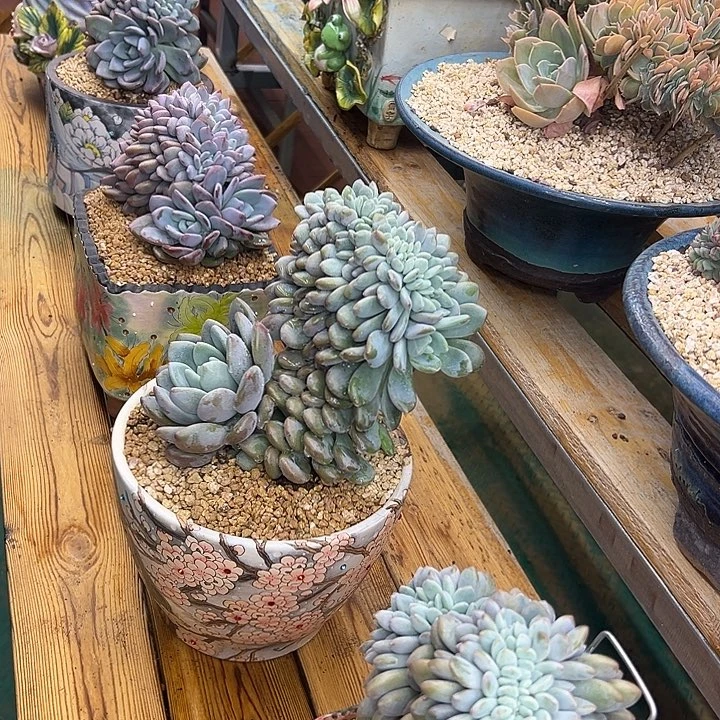 嘴***扬5颗奥橙缀，一物一拍