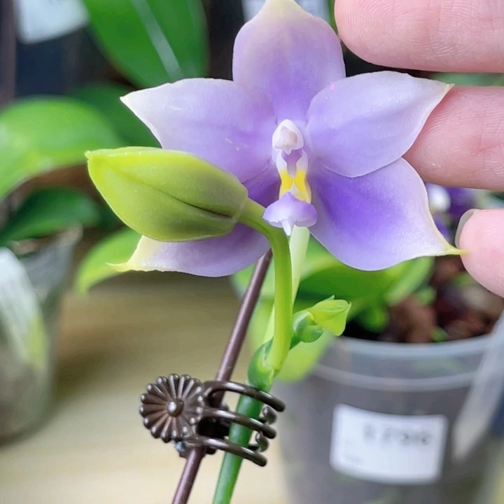 完全开放SWR22MC-1779