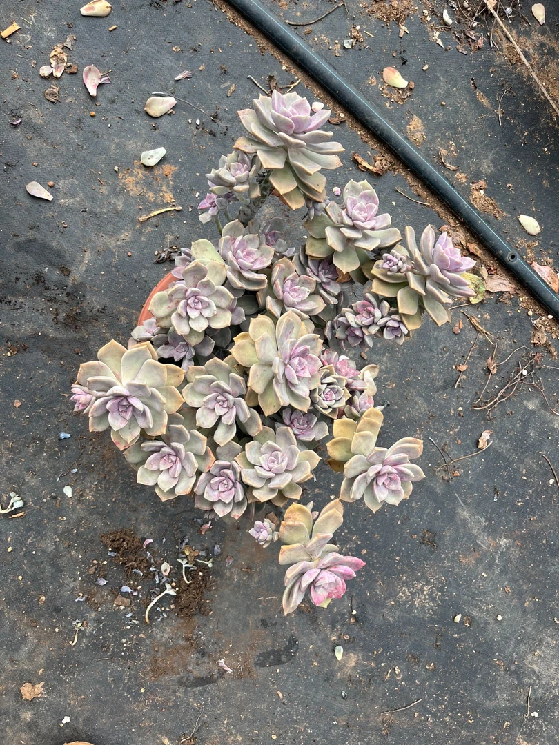 精品多肉   紫乐