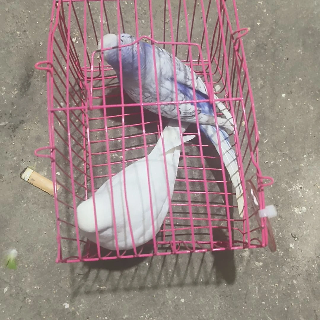 虎皮鹦鹉大头鹦鹉
