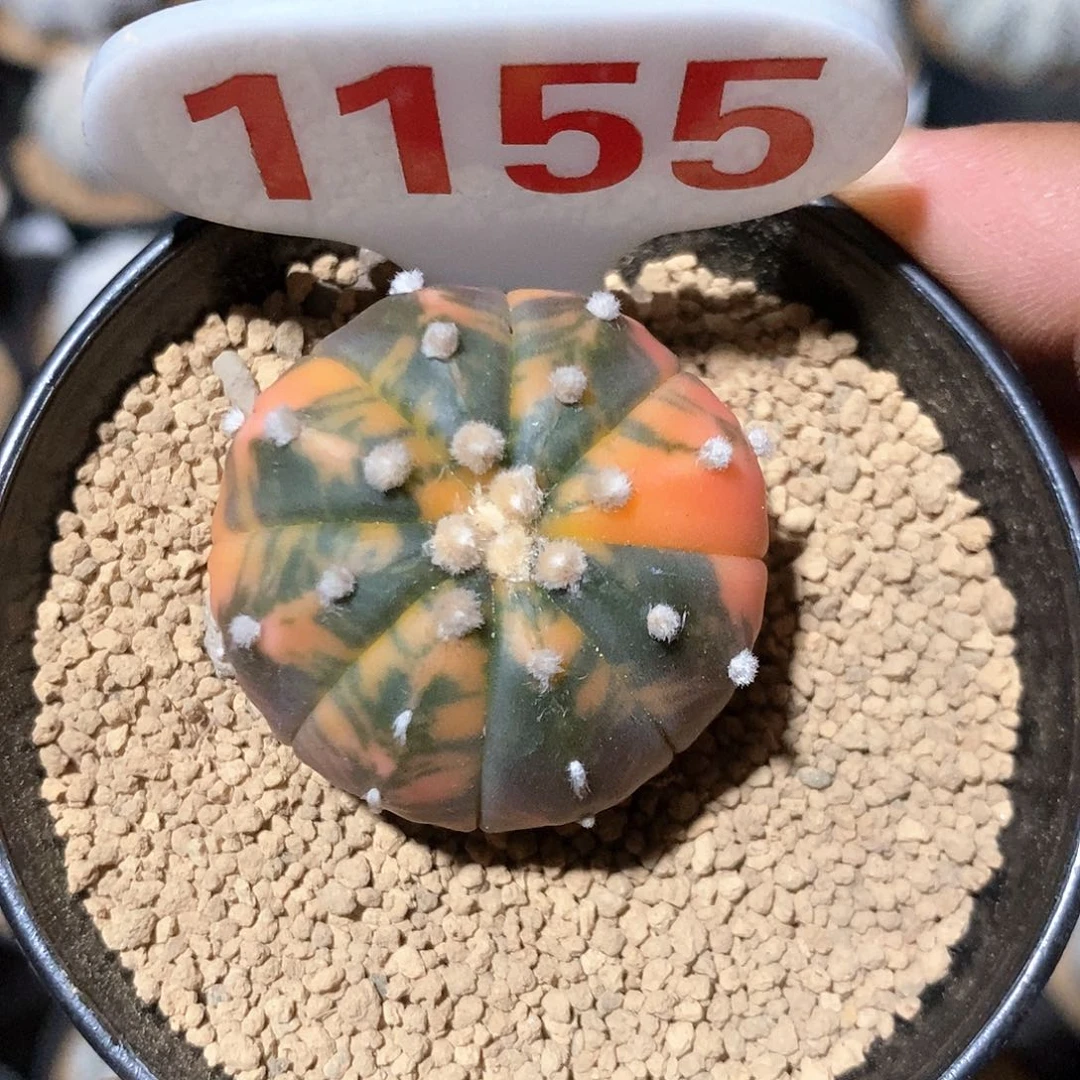 1155福利特价来了福利了