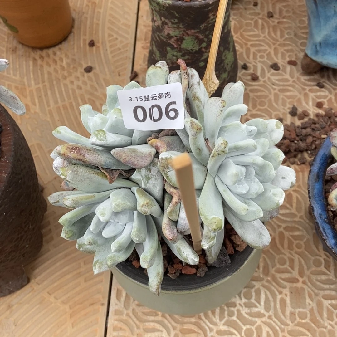 006拇指多肉植物啦啦啦