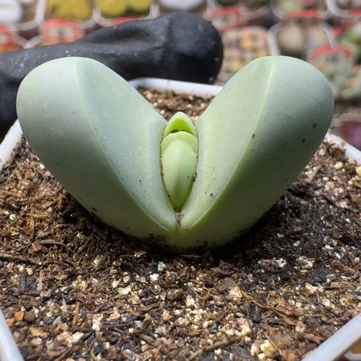 生石花1111112。  86