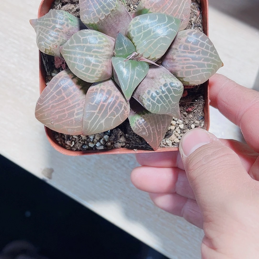 粉玻璃康平新手好养