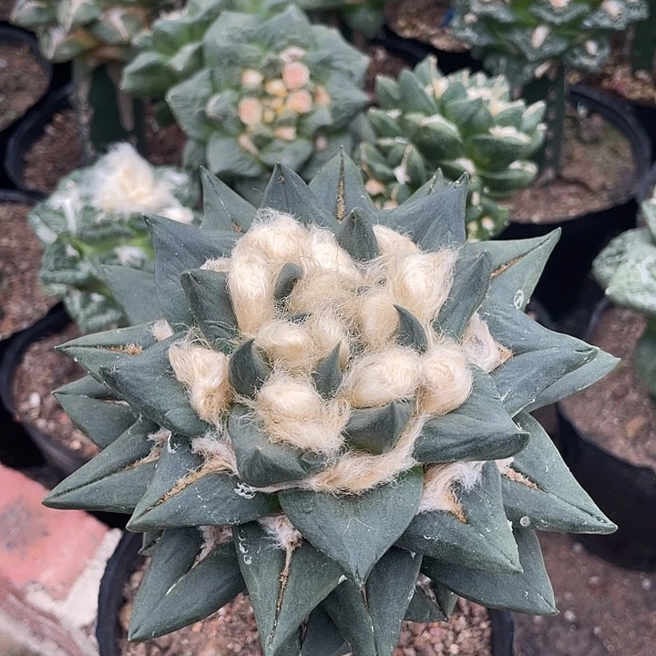 嫁接14.5cm中筋龙牙勾勾尤