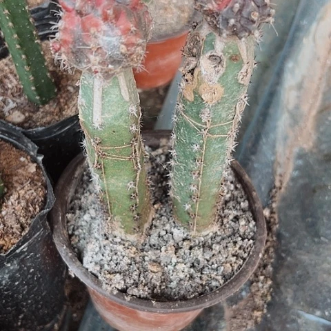 1251处理仙人球两颗