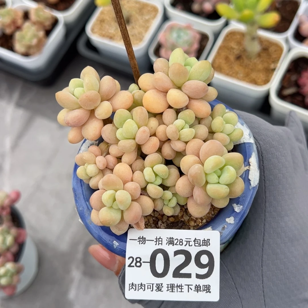 洛可可多肉多肉多肉多肉