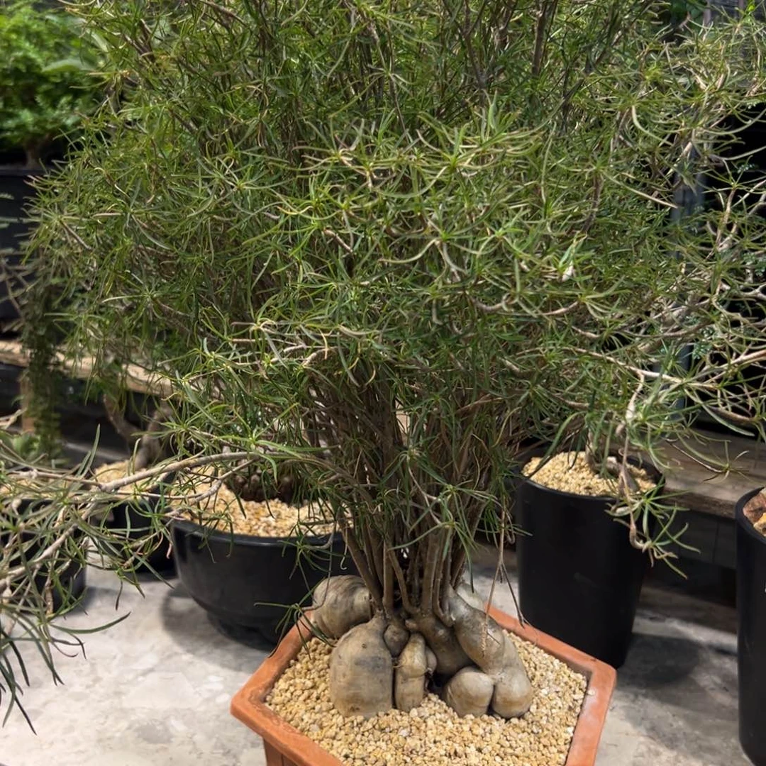 瓷***731柳叶麒麟脱土发货植物