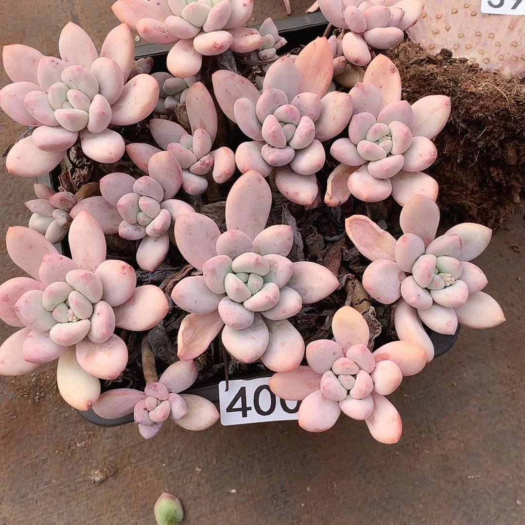 400 一物一拍多肉