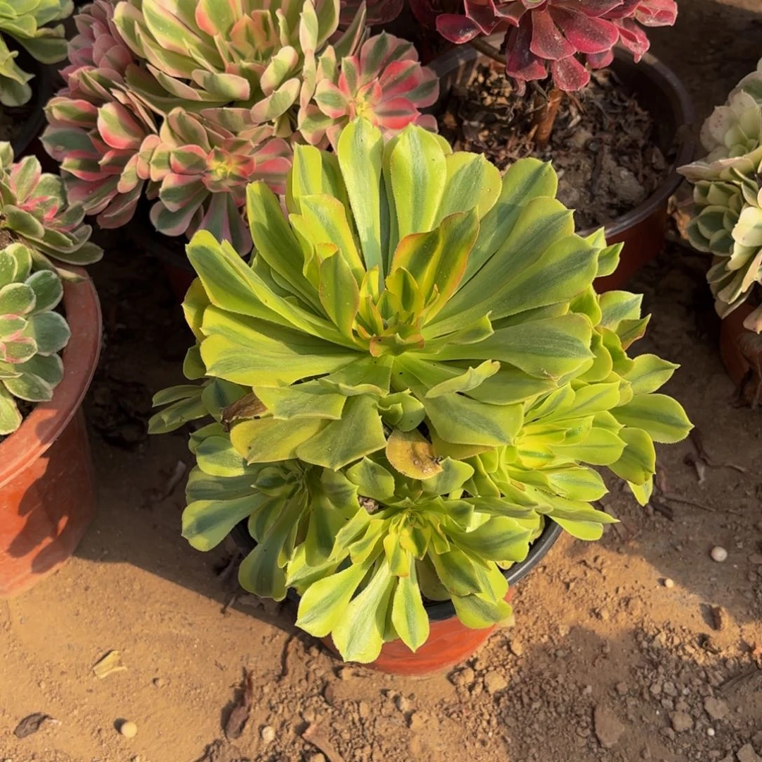 洛神12.8法师多肉