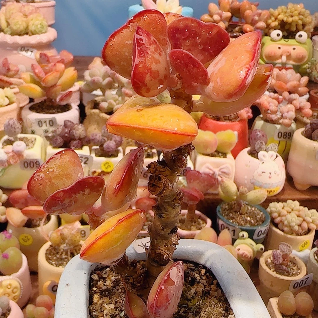 T大老桩爱心水泡盆口6cm