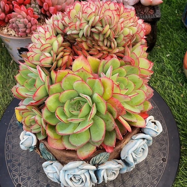 糖****多肉植物、牡丹亭缀